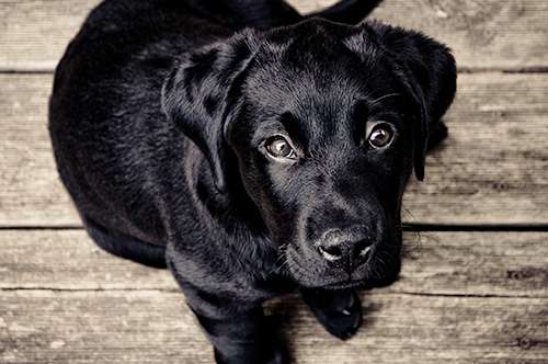 Cute Dog Staring Up At You